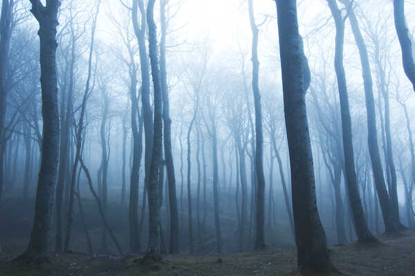 Bosco antico suggestivo