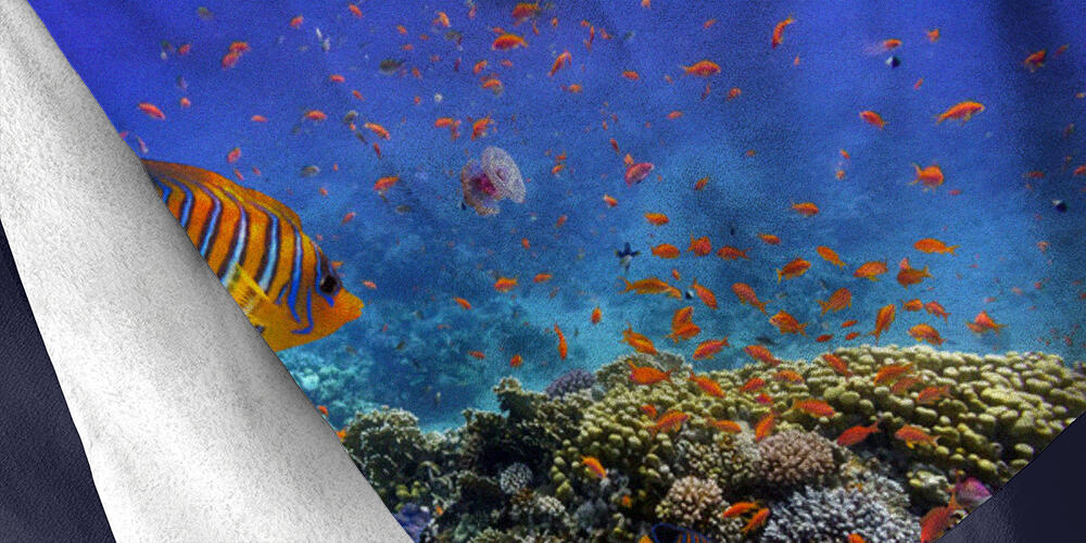 Coral Reef and Tropical Fish in the Red Sea, 