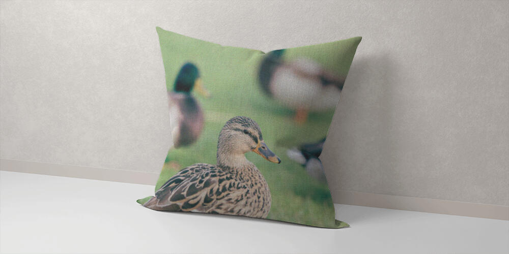 Domestic ducks on green grass, 