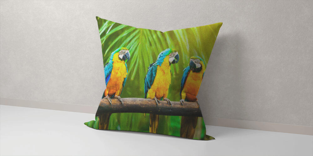 Blue-and-Yellow Macaw, 