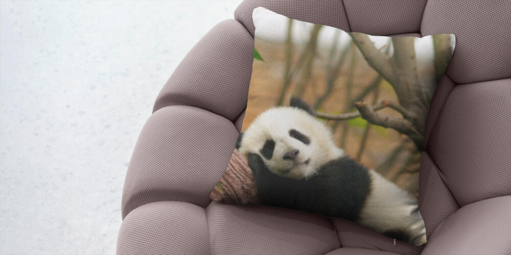 Sleeping giant panda baby, 