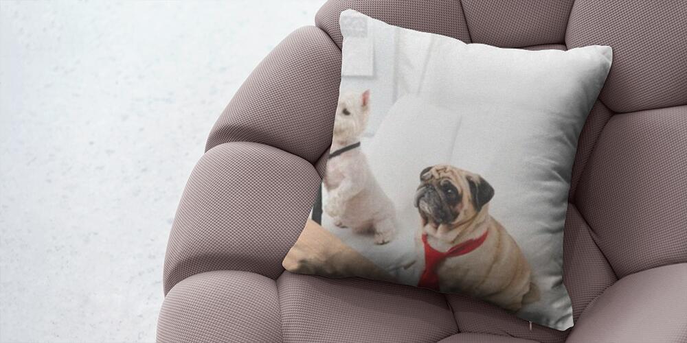 business dogs in neckties, 