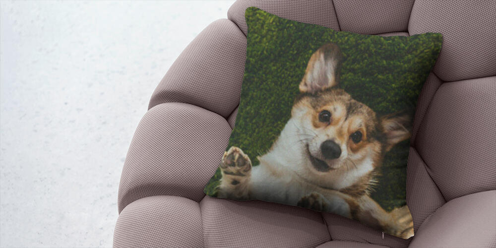 adorable welsh corgi dogs laying on green lawn, 