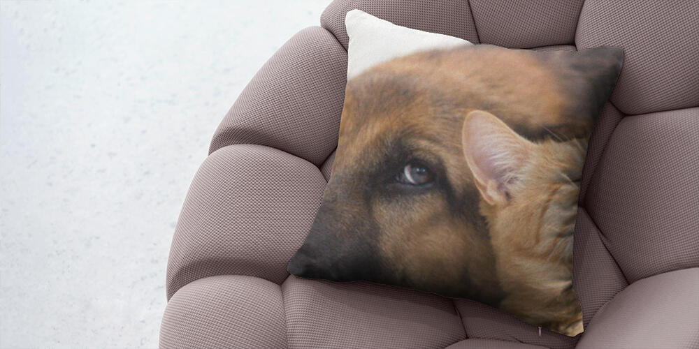 German Shepherd Dog and cat together, 