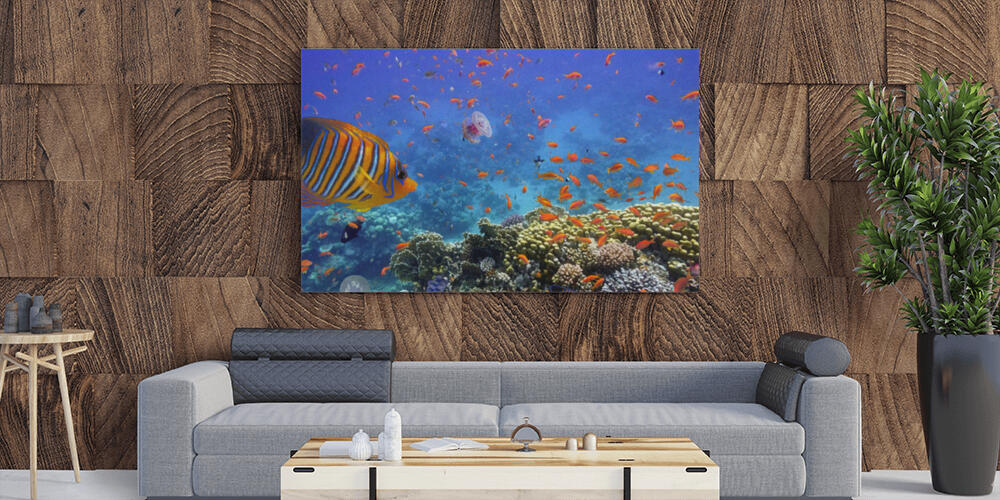 Coral Reef and Tropical Fish in the Red Sea, 