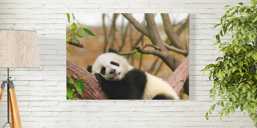 Pannelli fotografici