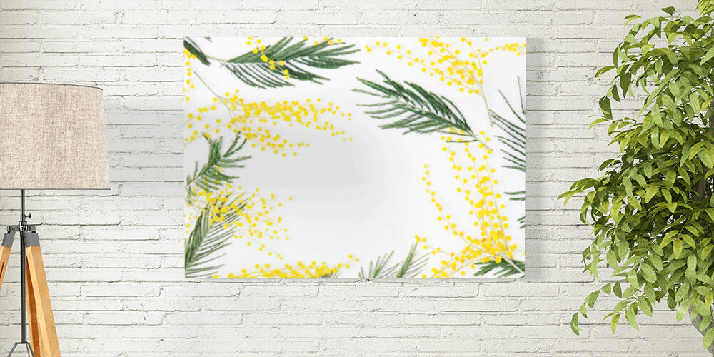mimosa flowers on white background, 