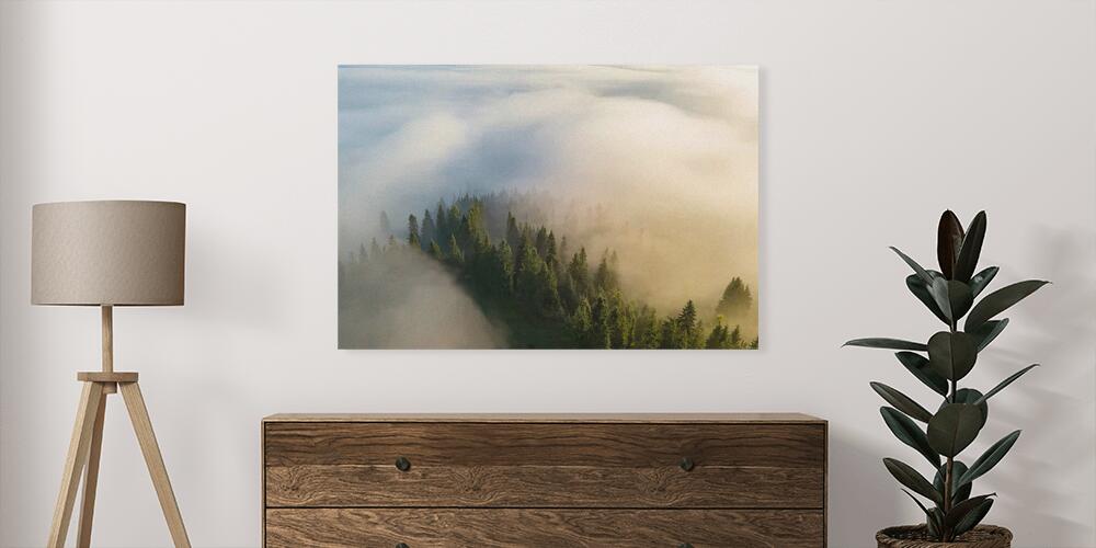 La foresta si risveglia nella nebbia, 