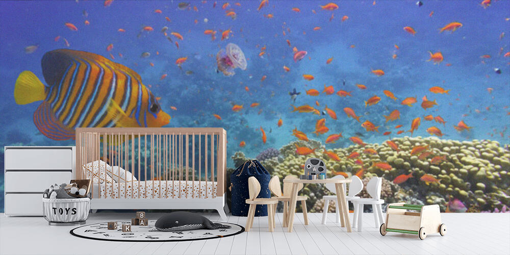 Coral Reef and Tropical Fish in the Red Sea, Bambini