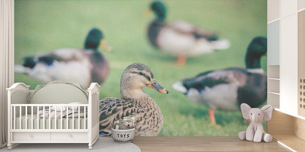 Domestic ducks on green grass, Bambini