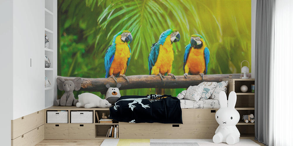 Blue-and-Yellow Macaw, Bambini