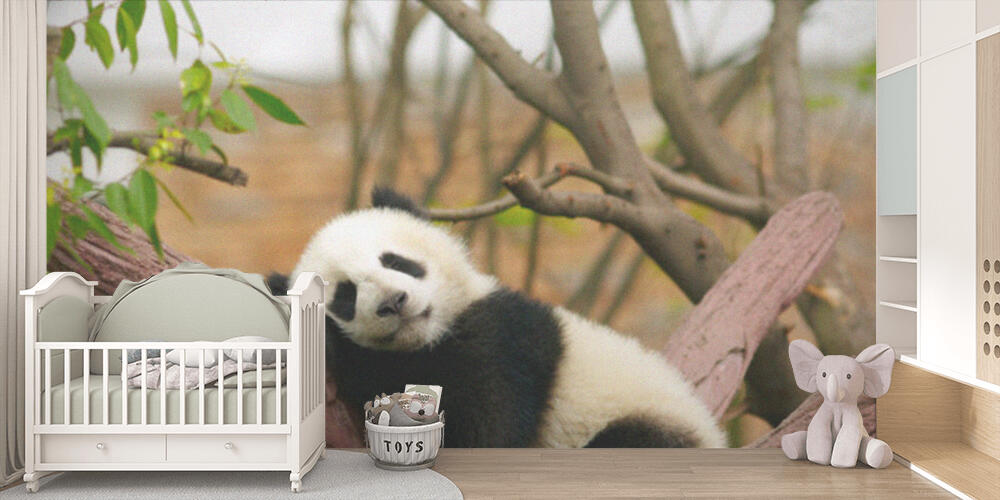 Sleeping giant panda baby, Bambini