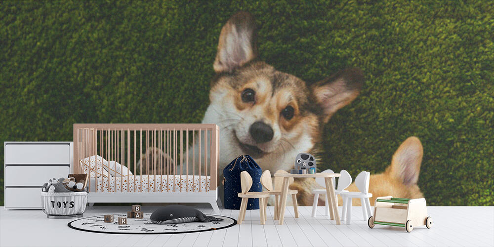 adorable welsh corgi dogs laying on green lawn, Bambini