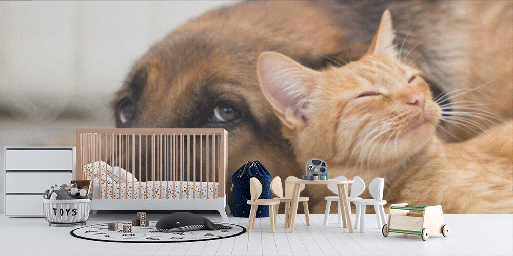 German Shepherd Dog and cat together, Bambini