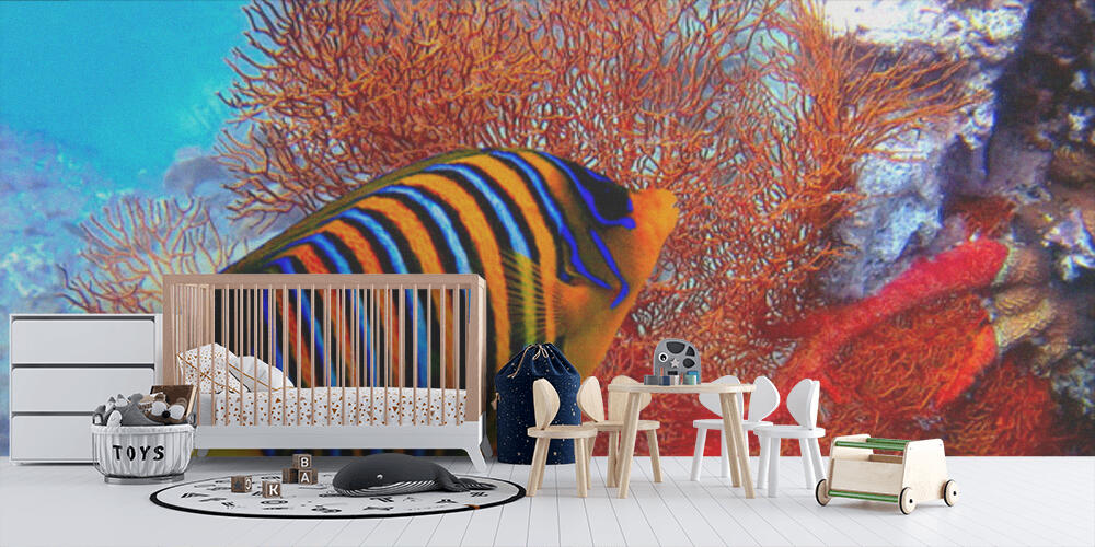 Pygoplites diacanthus, Bambini