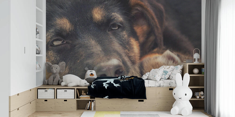 puppy and kitten, Bambini