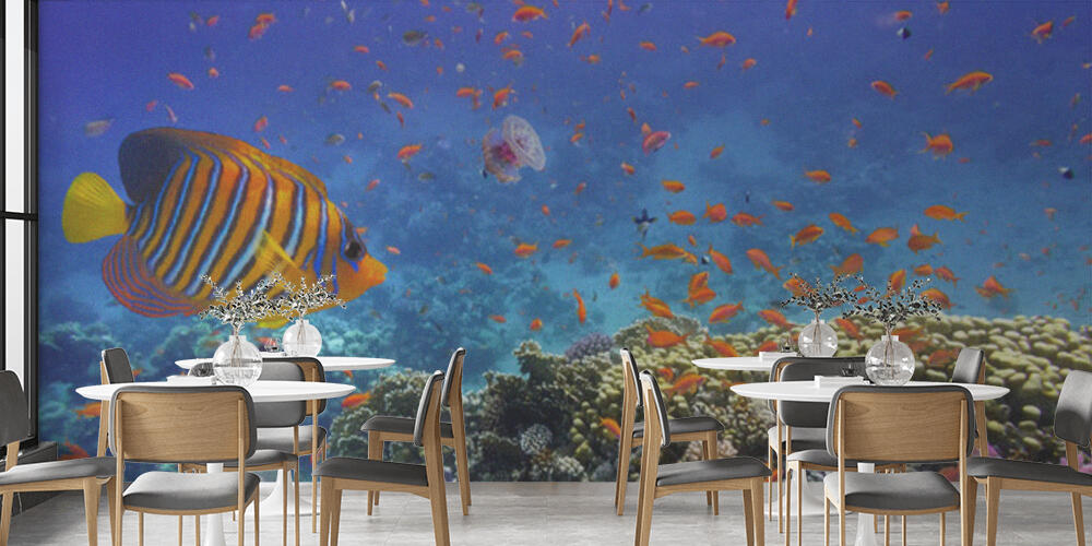 Coral Reef and Tropical Fish in the Red Sea, Bar e Ristoranti