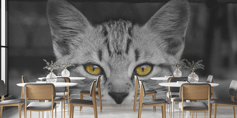 Black & Yellow, Bar e Ristoranti