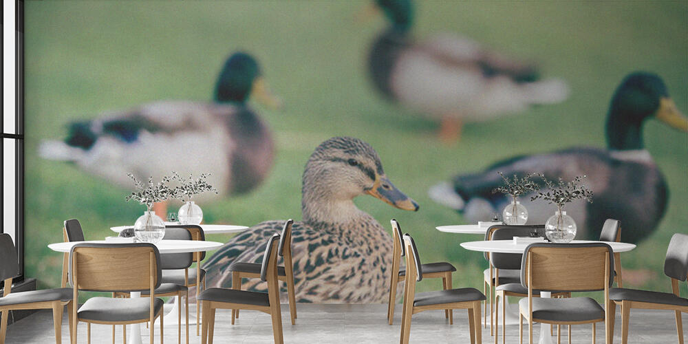 Domestic ducks on green grass, Bar e Ristoranti