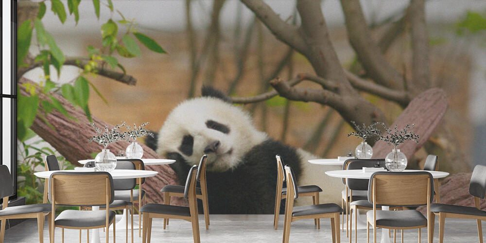 Sleeping giant panda baby, Bar e Ristoranti