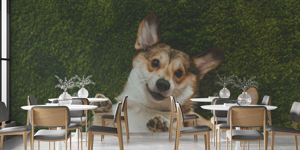 adorable welsh corgi dogs laying on green lawn, Bar e Ristoranti