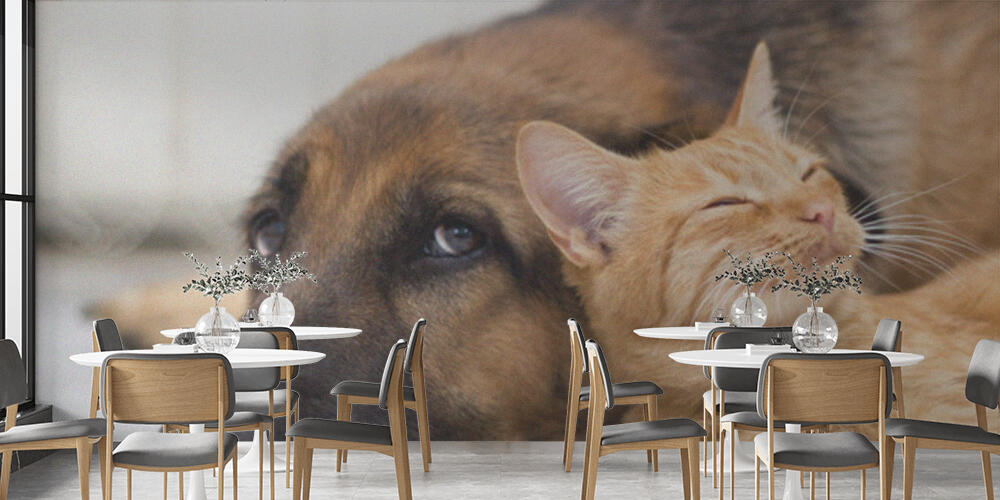 German Shepherd Dog and cat together, Bar e Ristoranti