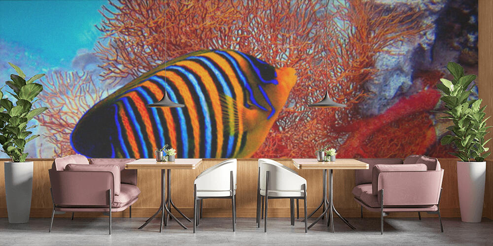 Pygoplites diacanthus, Bar e Ristoranti