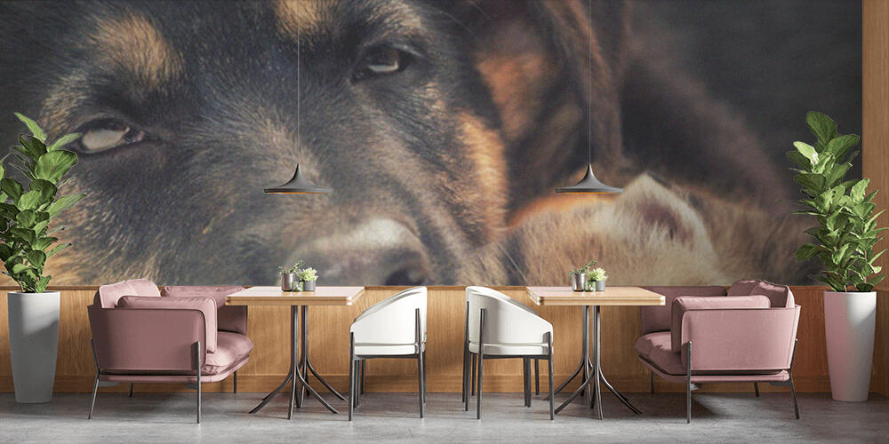 puppy and kitten, Bar e Ristoranti