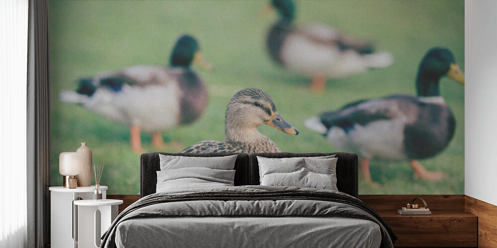 Domestic ducks on green grass, Camera da Letto
