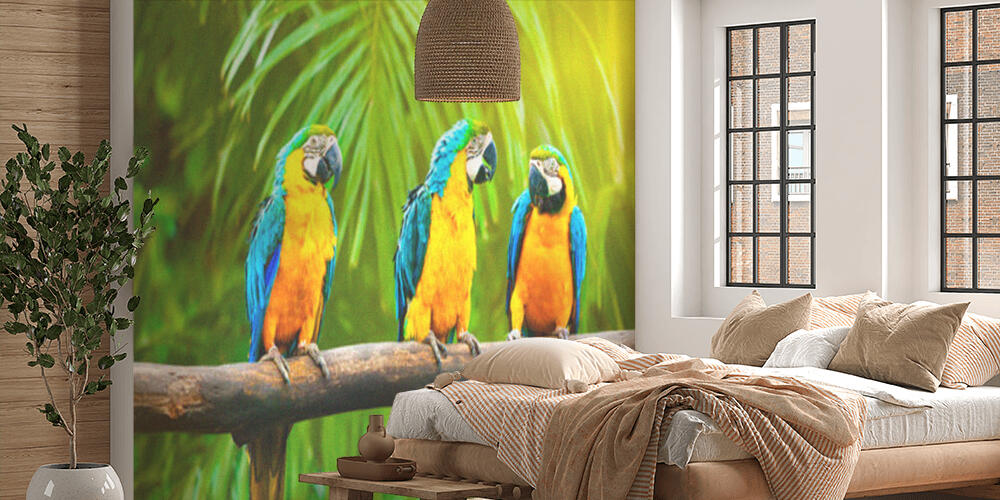 Blue-and-Yellow Macaw, Camera da Letto