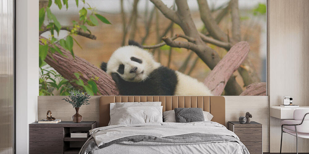 Sleeping giant panda baby, Camera da Letto