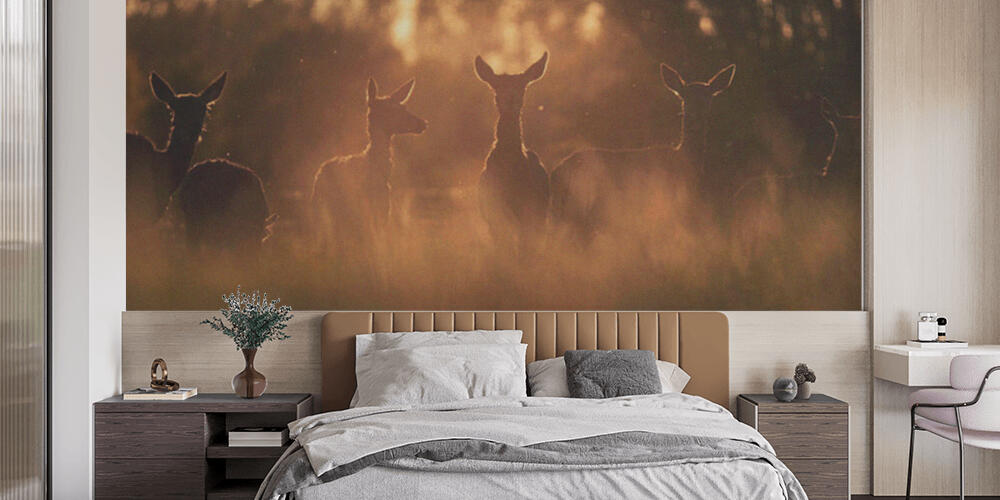 Group of red deer hinds in meadow backlight by evening sun, Camera da Letto