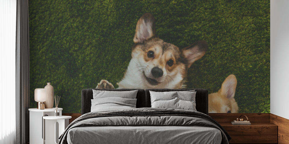 adorable welsh corgi dogs laying on green lawn, Camera da Letto