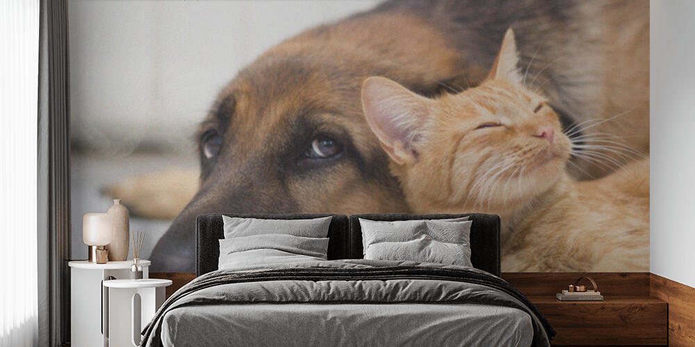 German Shepherd Dog and cat together, Camera da Letto