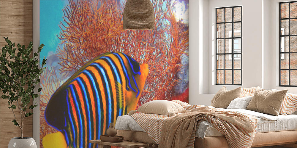 Pygoplites diacanthus, Camera da Letto