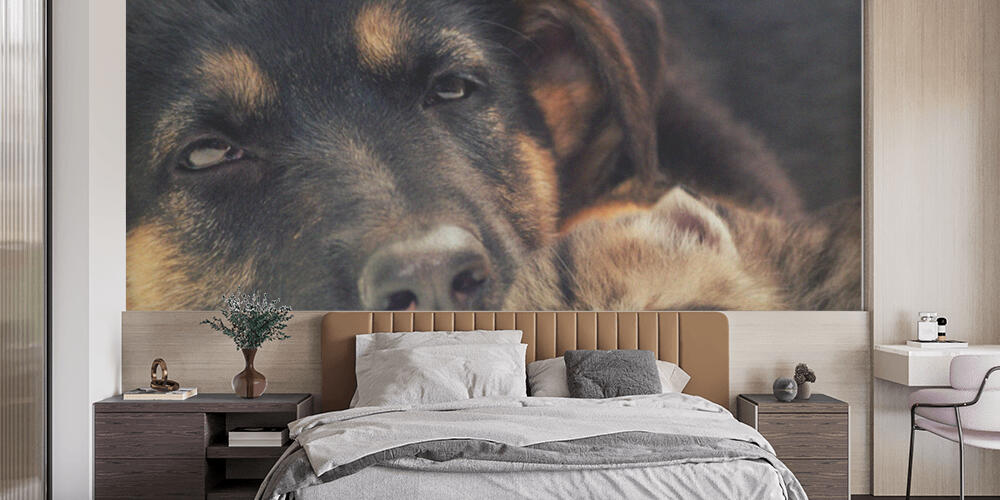 puppy and kitten, Camera da Letto