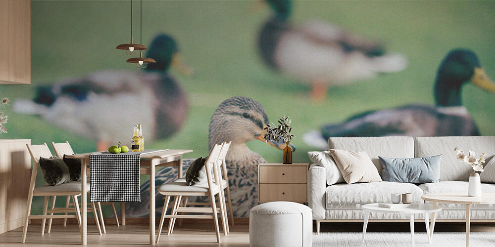 Domestic ducks on green grass, Cucina