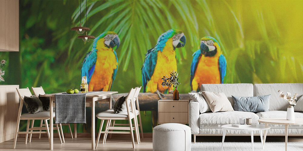 Blue-and-Yellow Macaw, Cucina
