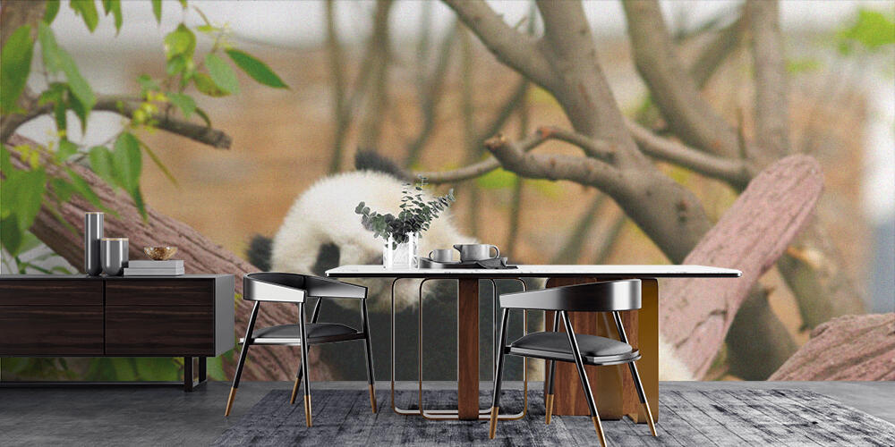 Sleeping giant panda baby, Cucina