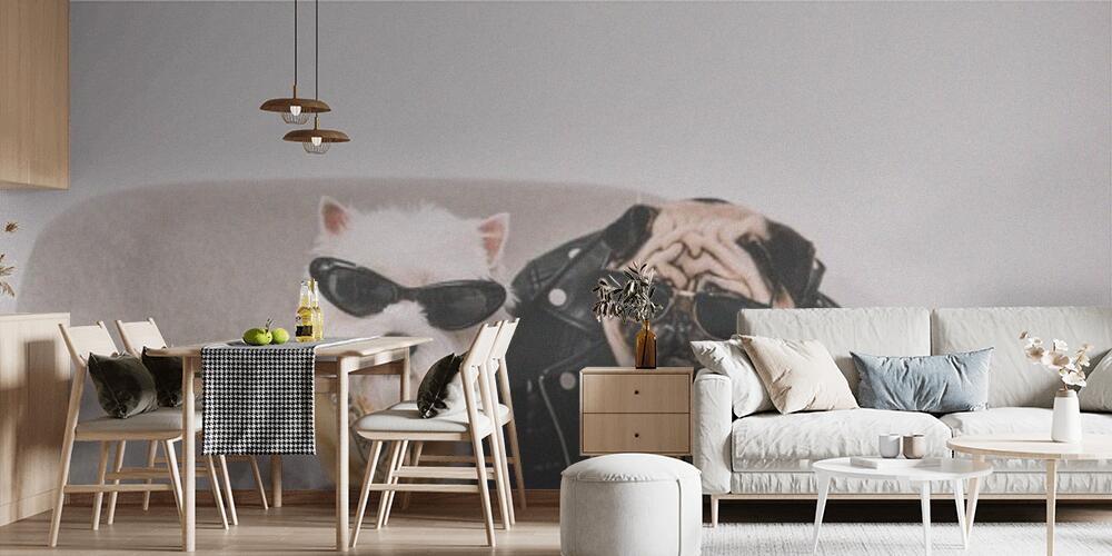 stylish dogs in sunglasses, Cucina