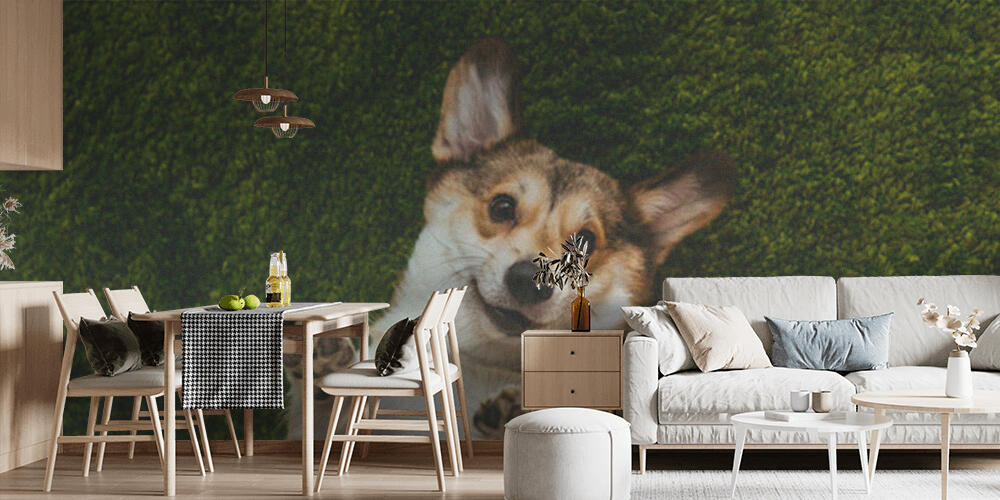 adorable welsh corgi dogs laying on green lawn, Cucina