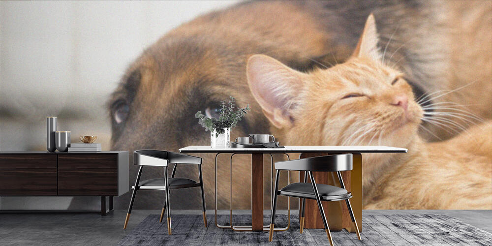 German Shepherd Dog and cat together, Cucina