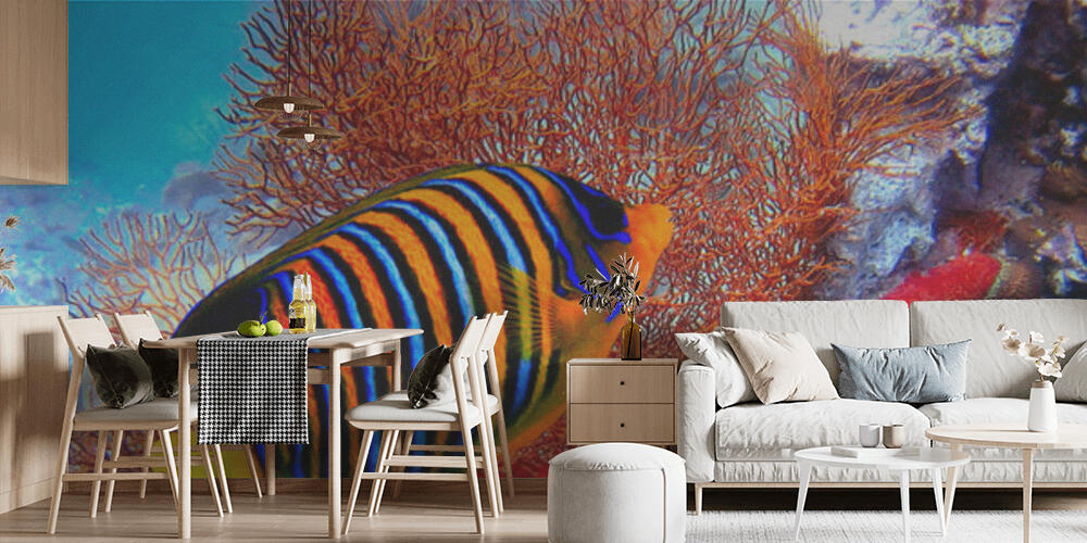 Pygoplites diacanthus, Cucina