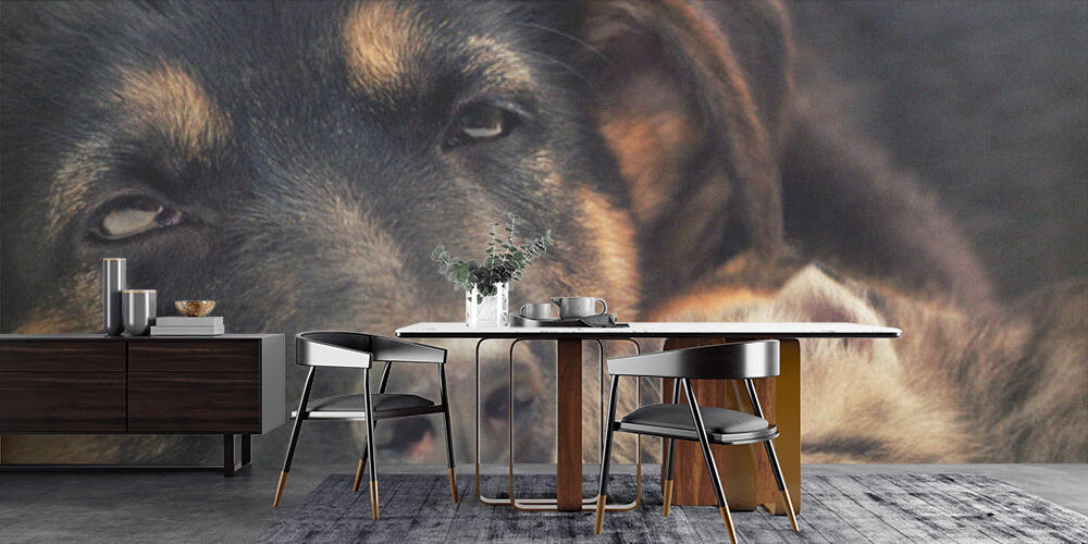 puppy and kitten, Cucina