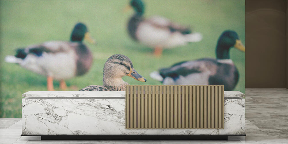 Domestic ducks on green grass, Reception