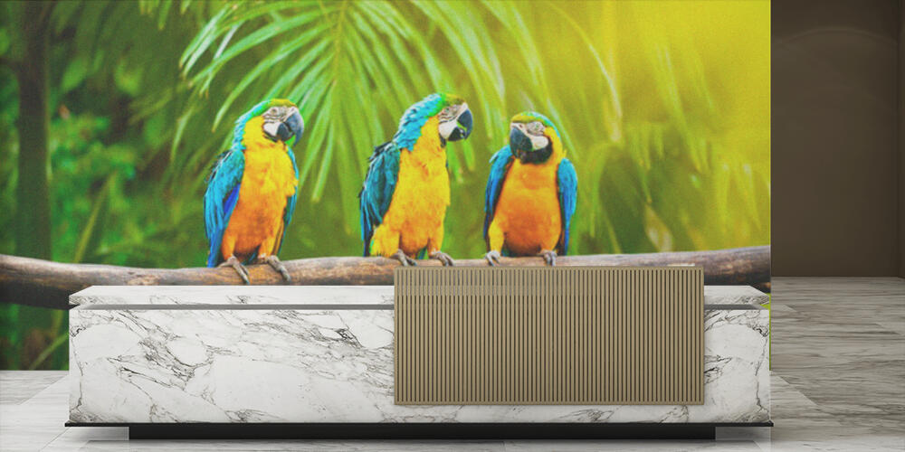 Blue-and-Yellow Macaw, Reception