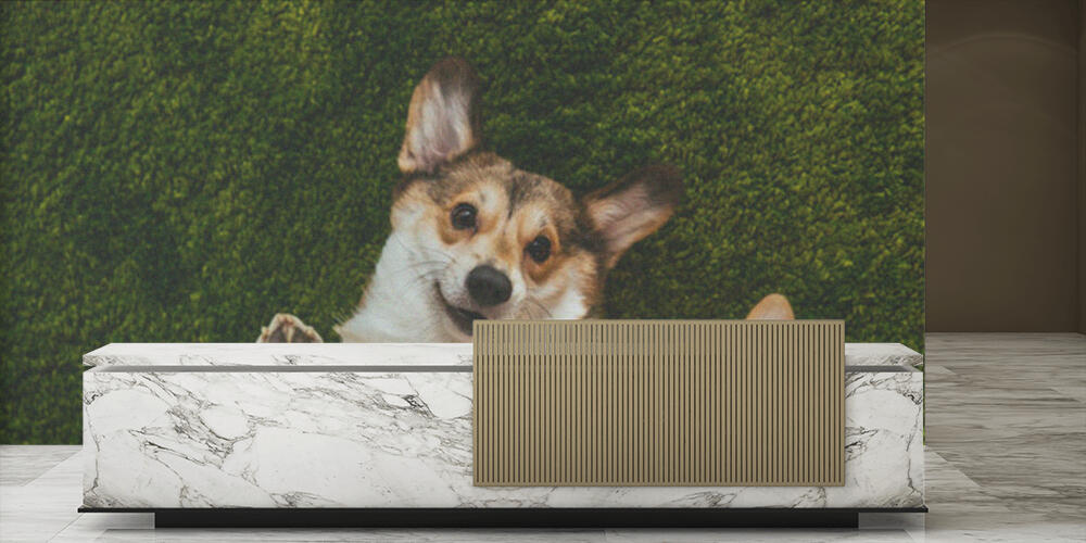 adorable welsh corgi dogs laying on green lawn, Reception