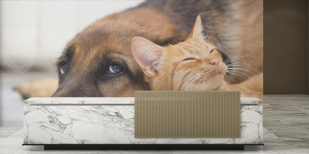 German Shepherd Dog and cat together, Reception