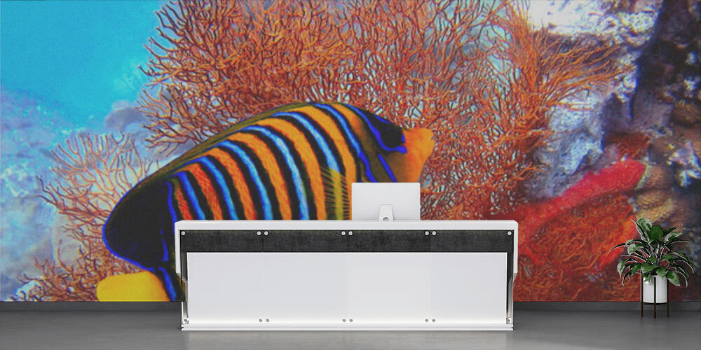 Pygoplites diacanthus, Reception