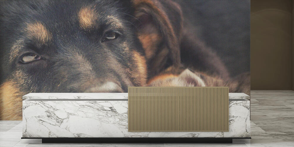 puppy and kitten, Reception